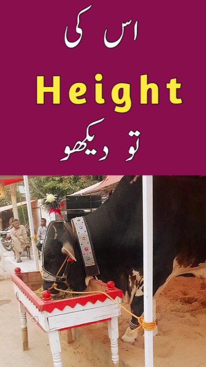 COW ki HEIGHT to DEKHO😱
