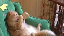 Boom,Scared me! #exlittlebeans #funny_cats #cat #funny_videos