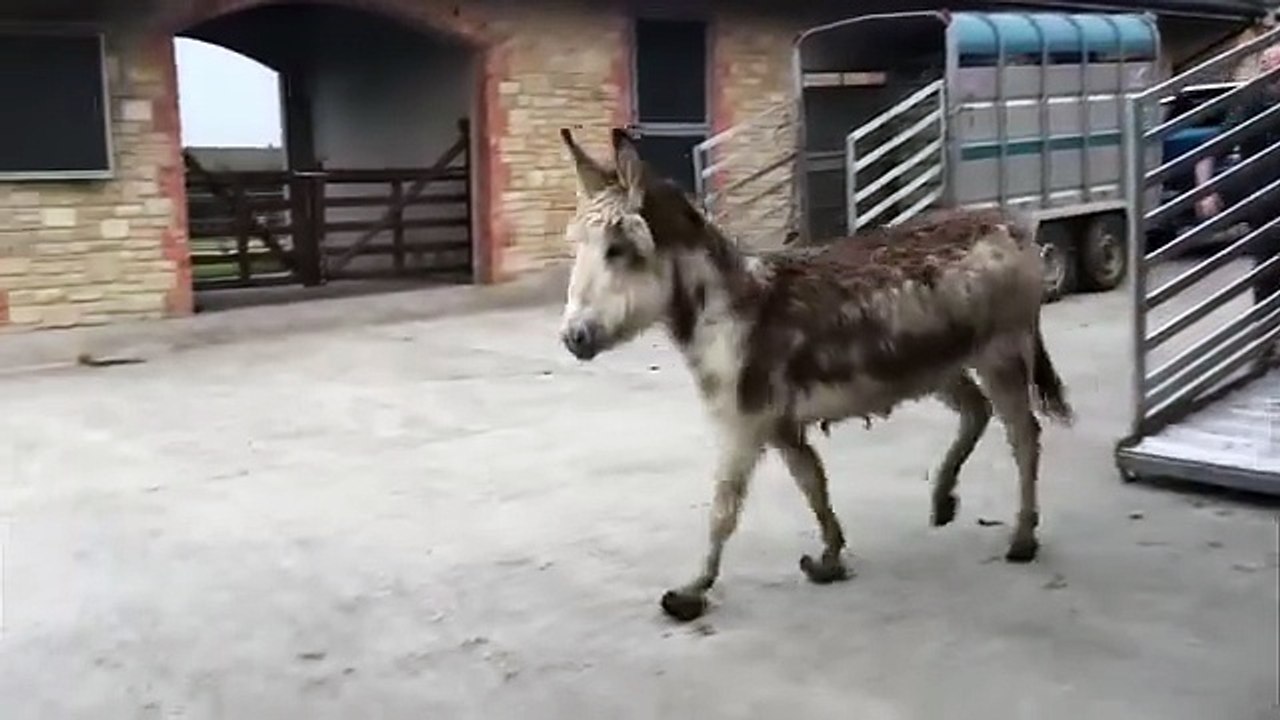 Emergency appeal launched after '12 unfortunate souls' taken in by Donegal Donkey Sanctuary
