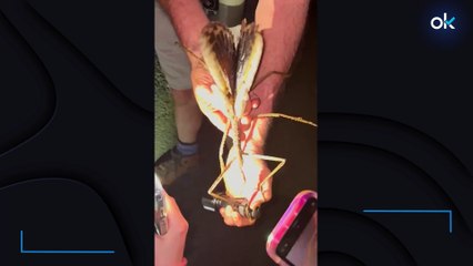 Impactante: científicos encuentran el insecto más pesado de Australia escondido en la selva