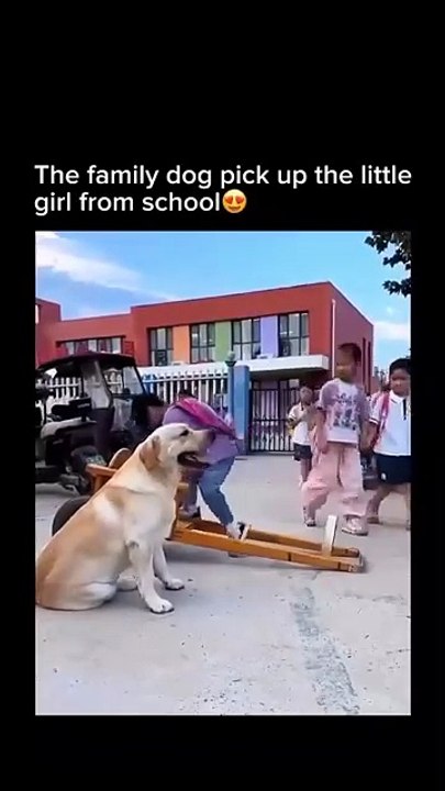 Family Dog Picks Up Little Girl from School 🐾❤️
