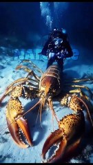 What are these creatures called Part. 2