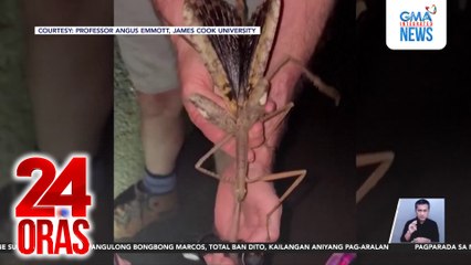 Itinuturing na pinakamabigat na insekto sa Australia, nadiskubre; may habang 16 inches at bigat na 44 grams | 24 Oras