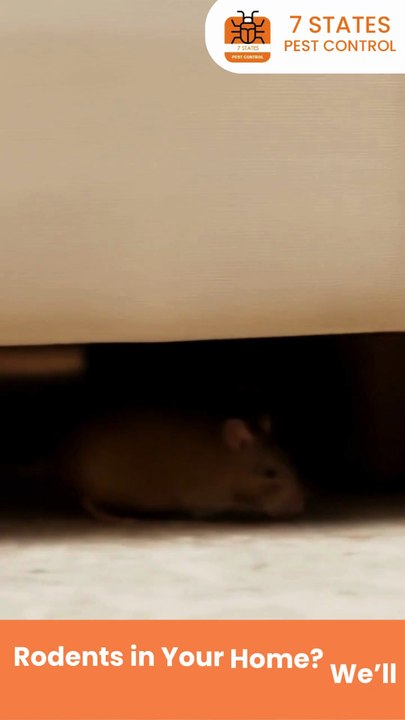 Affordable Rodent Control in Melbourne – Safe, Fast & Budget-Friendly
