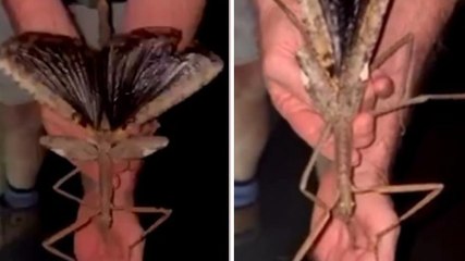 Insetto stecco gigante, pesa come una pallina da golf: la scoperta in Australia