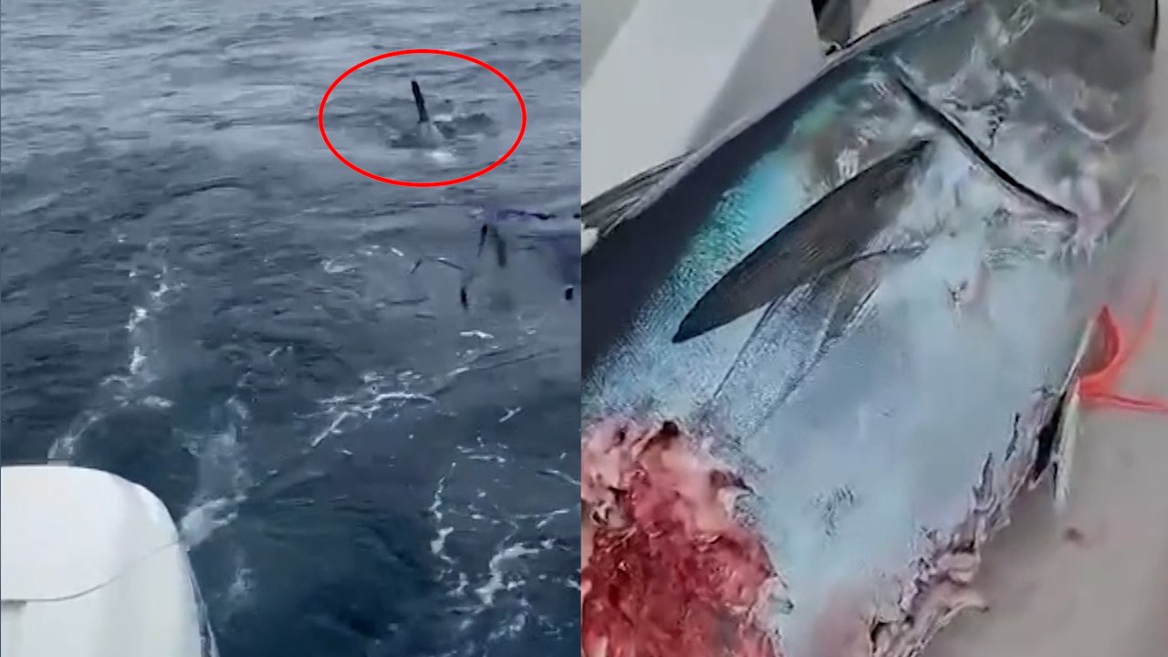 Preocupación por la llegada de tiburones blancos a las costas rusas del Lejano Oriente