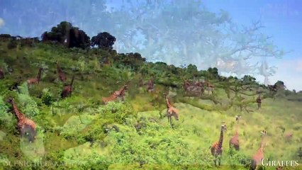 Africa 8K - Scenic Relaxation Film With Calming Music