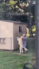 Cão fiel: a vizinha de 94 anos se foi, mas ele ainda a espera