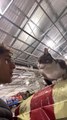 Grumpy Cat Hits Pet Shop Worker for Singing