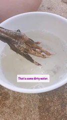 Kids Playfully Paint Chicken's Claws