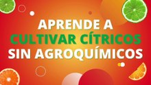 IV SEMINARIO CITRÍCOLA ALTA CALIDAD RCN