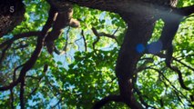 The Secret Life of Trees - Season 1 Episode 1 - The Early Years