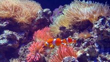Os animais mais fofos do mundo  n•102