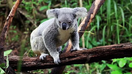 The Koala Phascolarctos Cinereus Is A Typical Australian Marsupial