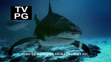 River Monsters S01E07 Freshwater Shark