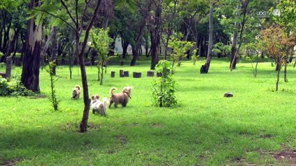 Alerta: Perros intoxicados tras paseo en el Bosque del Centinela 🚨