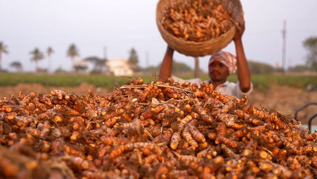 India grows 80% of the world's turmeric. So why are farmers struggling?