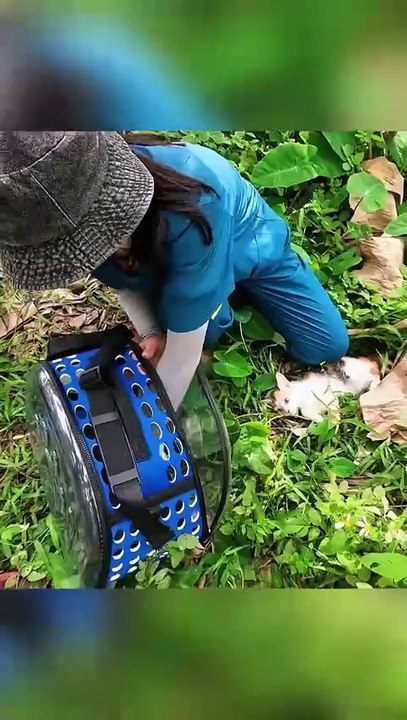 M2907045_Rescue family of cats animal animalsoftiktok rescueanimals resc..._part2