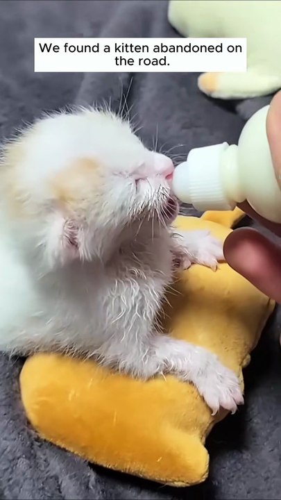M2907044_Rescue kitten on the road animal animalsoftiktok rescueanimals_part2