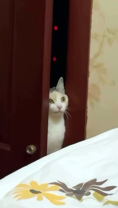 Jhejhejhe 😸