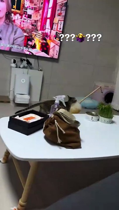 Quién más el domingo 😸