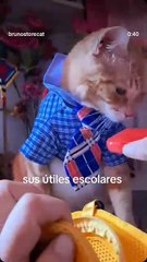 Ya casi es el regreso a clases 😸🐈