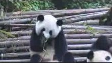 3panda sneeze_attack