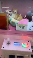 Gatito en la máquina de peluches Kawaii 🙀
