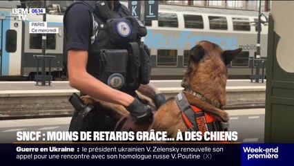 SNCF: les brigades cynophiles ont doublé depuis 2023 pour améliorer la prise en charge des bagages oubliés
