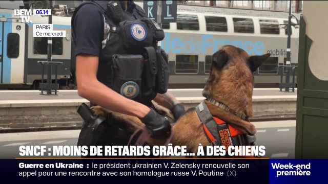 SNCF: les brigades cynophiles ont doublé depuis 2023 pour améliorer la prise en charge des bagages oubliés