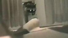 4raccoon steals_carpet