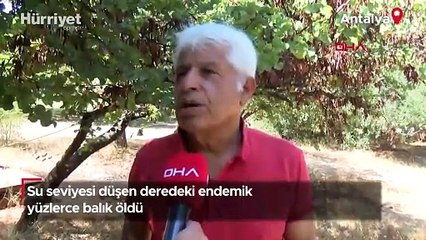 Su seviyesi düşen deredeki endemik yüzlerce balık öldü!