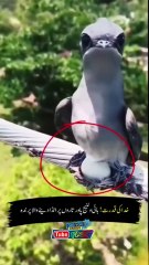 Amazing Fcats About for Crested Treeswift and incredible Creatures of God