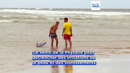 Fermeture de plusieurs plages en France après la détection de Physalies