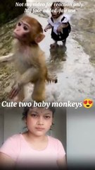 Cute monkey babys😍