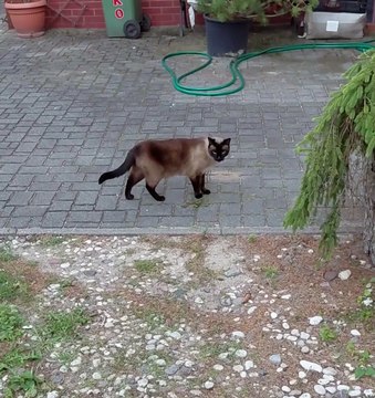 Let Me In, Human! 🐱 This Cute Cat Has Something to Say! #cat #funnycats #shorts #cute #cutecat #funnycats