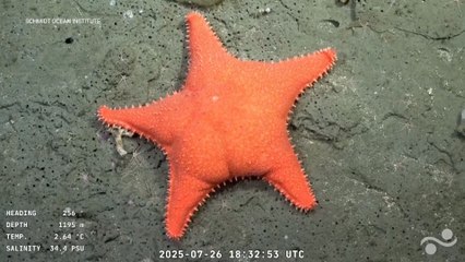 La estrella de mar viral por tener trasero y parecerse a Patricio de Bob Esponja