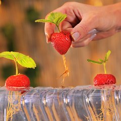 Incredible hacks to turn your leftovers into plants! 🍓