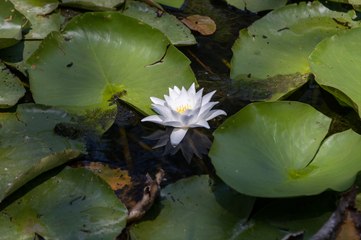 Deniz, göl, kumul ve orman: Burada hepsi bir arada!