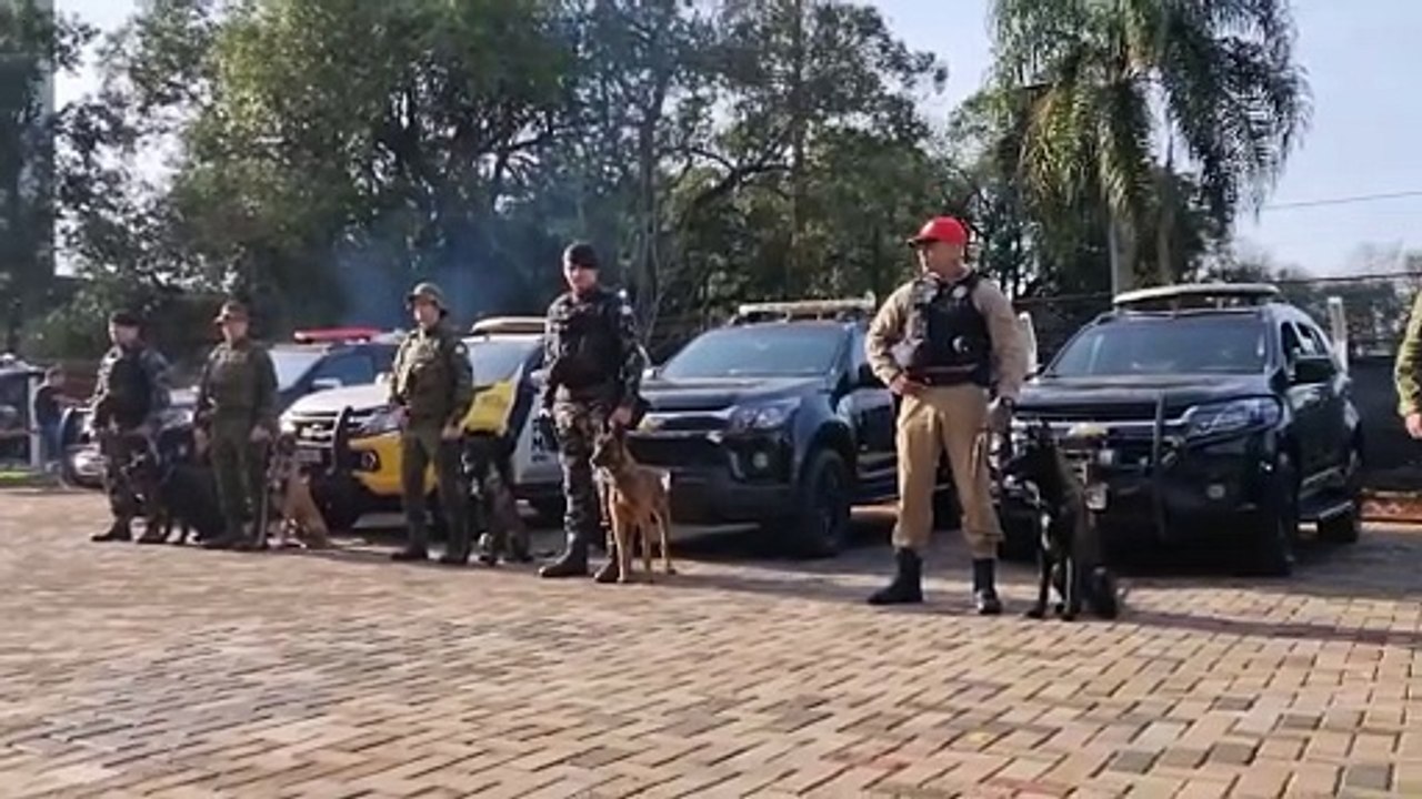 Cães farejadores disputam campeonato de detecção de drogas em Cascavel