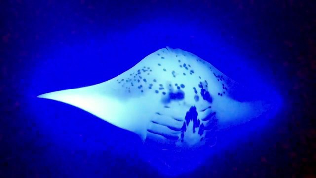 Oahu Hawaii USA diving with manta rays 7/2025
