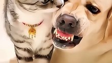 When you have both a dog and a cat at the same times haha funny funnypet funnyvideo