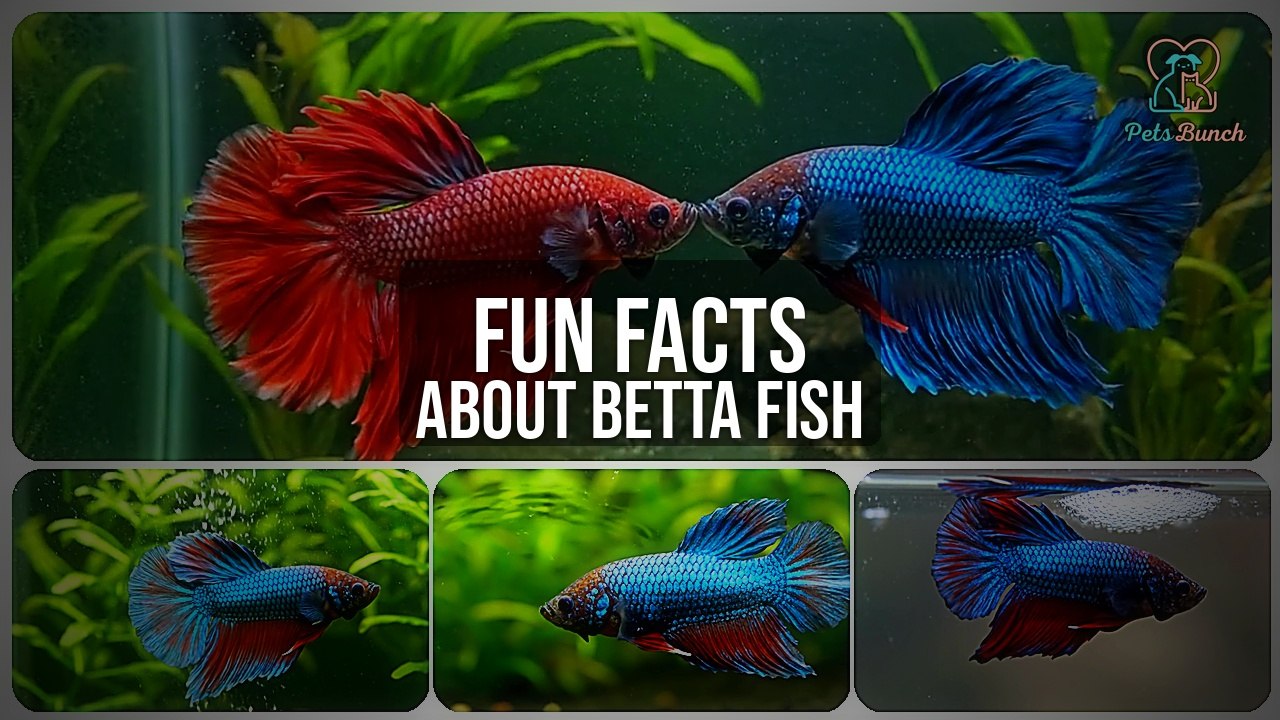 Fun Facts About Betta Fish