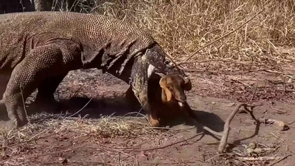 Komodo Dragon Hunts Goat – Nature’s Apex Predator in Action