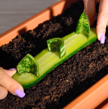 Grandir dans un petit espace : ASTUCES GÉNIE pour des plantes d'intérieur Happy 🌿