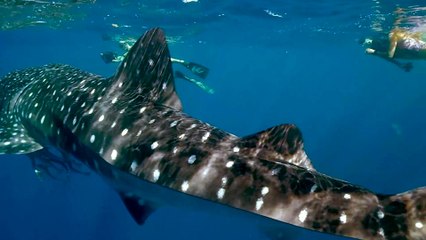 Great white shark swims into cage _القرش الأبيض الكبير يسبح داخل القفص