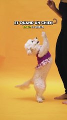 Pourquoi les chiens remuent la queue ?