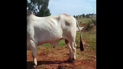 Após três meses de furto, touro criado como pet é encontrado pela família de Altônia