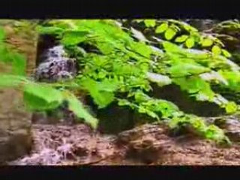 extraits du film CHANTS D'IMAGES