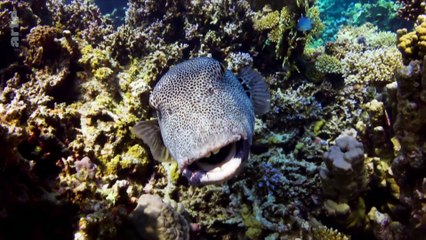 la.defonce.des.animaux.2025.FRENCH.1080p.WEB.X264